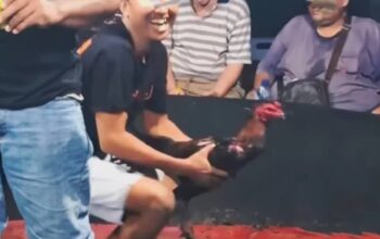 Kutalimbaru Diduga Jadi Pusat Perjudian Sabung Ayam di Deliserdang, Polisi Akan Lakukan Penertiban