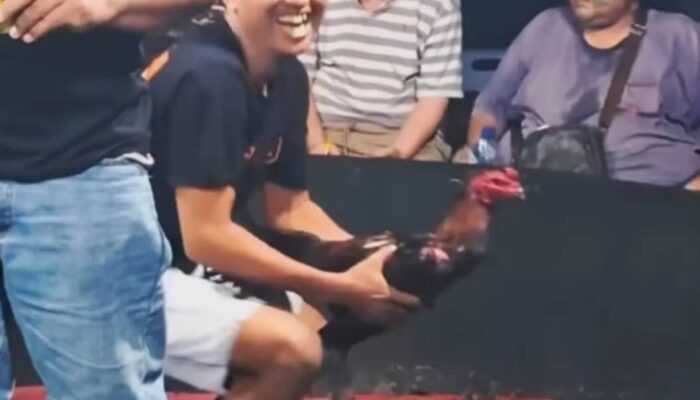 Kutalimbaru Diduga Jadi Pusat Perjudian Sabung Ayam di Deliserdang, Polisi Akan Lakukan Penertiban